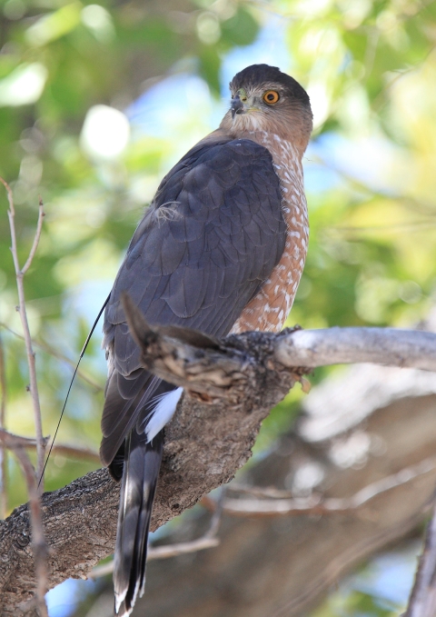A Cooper’s hawk with dark gray wing perches on a branch, looking alert