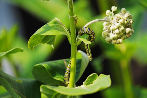 Seven yellow, black and white stripped caterpillars on eating green leaves and light pink flower buds