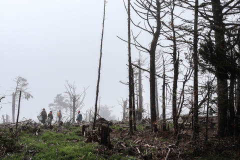Four people walking through a foggy, denuded forest, some carrying bags of small trees