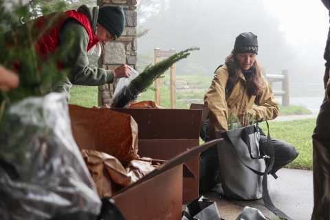 Two people taking small trees out of boxes and putting them in heavy-weight bags