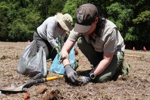 Two people kneeling in a plowed field, planting small plants