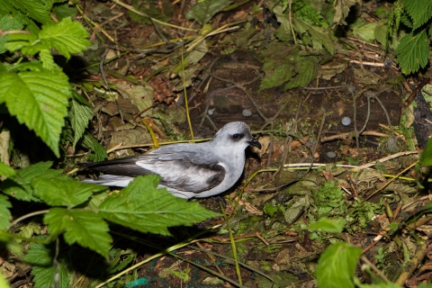Fork-tailed storm-petrel on the ground with salmonberry leaves visible in the foreground.