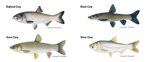 Detail drawings of bighead, silver, black and grass carp. Copyright Joseph Tomelleri.