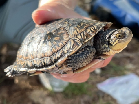A closeup of a small turtle with a patterned shell and a yellow neck in someone’s hand. 