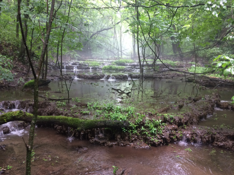  A wide stream flowing through a lush green forest.