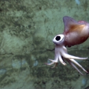 a bobtail squid with large black eyes floats in front of a rock face
