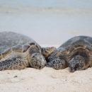 Endangered green sea turtles bask on a beach next to each other.
