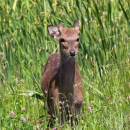 Lone sika deer