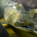 Tule Fall Chinook salmon