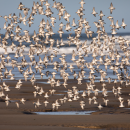 A large flock of pale-colored shorebirds flies low over a beach