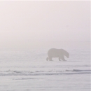 A polar bear walks through ice fog across the winter landscape.