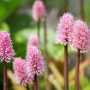 Swamp Pink