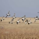 Pintails in flight 