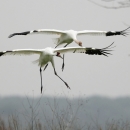 Pair of whooping cranes, wings outstretched, about to land