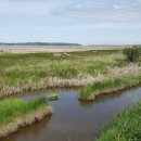 Stillaguamish Tidal Wetlands