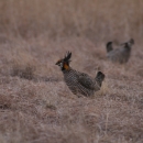 Greater Prairie Chicken on the prairie