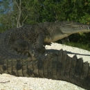 American crocodile at Crocodile Lake National Wildlife Refuge