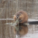 Muskrat, Helgeson Waterfowl Production Area