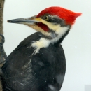 Pileated woodpecker