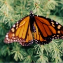 Monarch butterfly