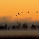Waterfowl in flight during a foggy sunrise