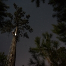 A person climbs a ladder up the side of a tall tree at night