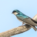 Iridescent blue, white, black and gray tree swallow standing on tree branch