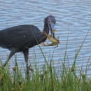 Long-legged little blue heron wading in blue water with a large blue crab dangling from the heron's bill