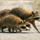 A family of raccoons walk across a dirt road