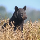 Black bear sitting in a field of dried, brown plants
