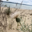Pitcher's Thistle Flower PITH