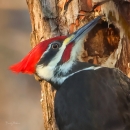 Pileated woodpecker on the side of a brown tree trunk where you can see it is creating a nesting cavity. The bird is all black except having a bright red crest and white stripes running from the head down the neck.
