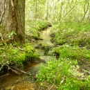 a small stream flows through a lush and wooded area