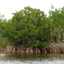A mangrove bush along the coast.