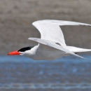 Caspian tern flying