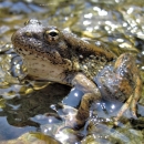 foothill yellow legged frog in water