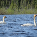 Two Trumpeter Swans swimming in water with green brush in the background.