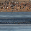 Waterfowl taking flight from frozen Kirwin Reservoir