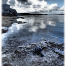 A baby green sea turtle along the waters edge on rocks