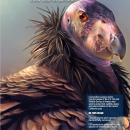 An illustration of a California condor