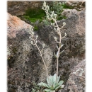 Bartram’s stonecrop (Graptopetalum bartramii) Final Recovery Plan screenshot shows Bartram’s stonecrop (Graptopetalum bartramii) with two inflorescences.