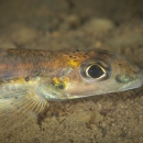 Close-up of fish
