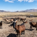 Goats standing in a corral looking at the camera with a sagebrush landscape and mountains in the background.