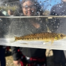 Image of student looking at a logperch in a clear fish viewer.