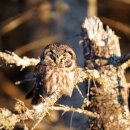 Boreal owl perched in a tree