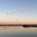 Ducks flying over a wetland on the Texas Gulf Coast prairie