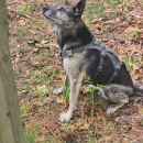 Sky, a working scent detection dog, signals her handler after locating a target scent (bat guano) during a training exercise.