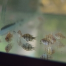 Small striped fish in a tank