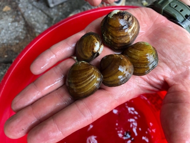 Round Hickorynut mussels