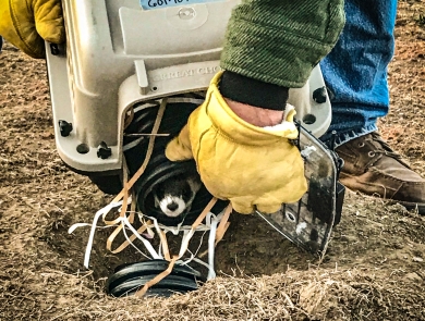 A black-footed ferret being released from an animal crate